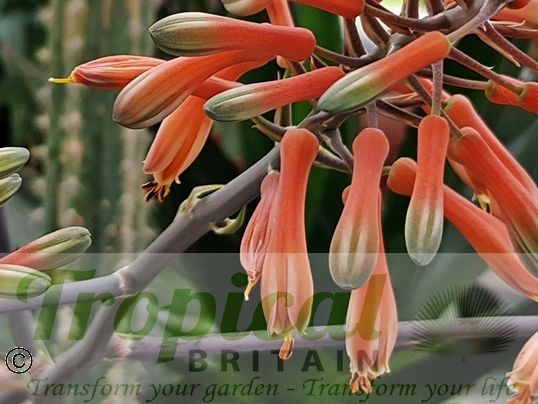 Aloe maculata 'Giant Form'