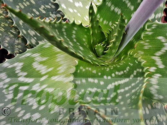 Aloe maculata 'Giant Form'