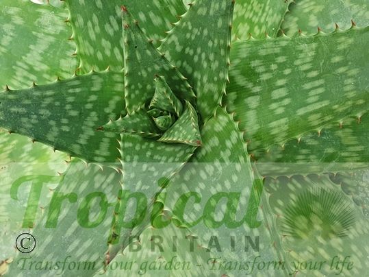 Aloe maculata 'Giant Form'