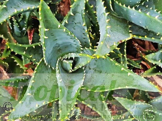 Aloe perfoliata
