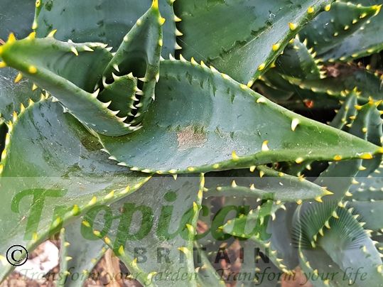 Aloe perfoliata