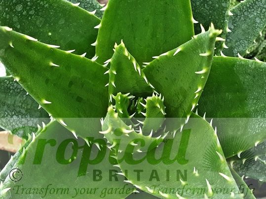 Aloe perfoliata