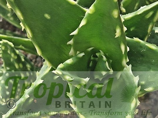 Aloe perfoliata 'Fang'