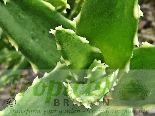 Aloe perfoliata 'Fang'