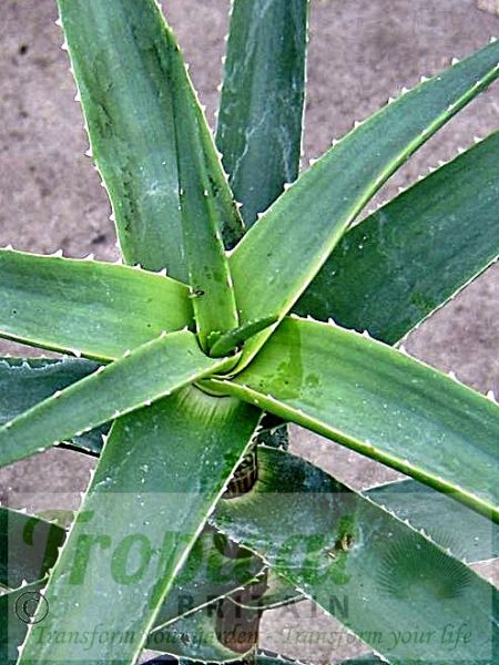 Aloe striatula