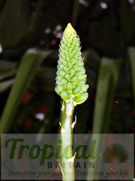 Aloe striatula - emerging flower buds