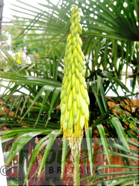 Aloe striatula - yellow flowers held aloft