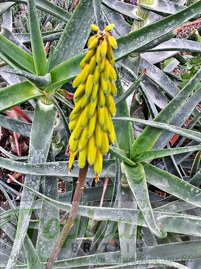 Aloe striatula