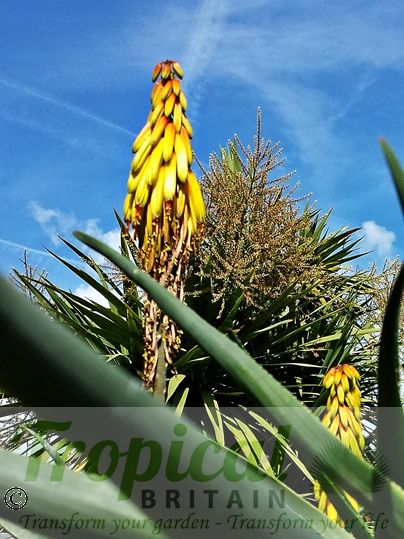 Aloe striatula - with Cordyline australis in the background