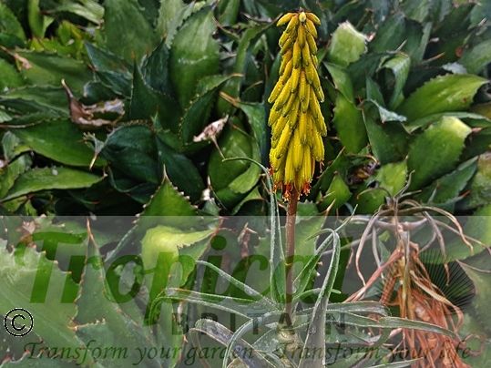 Aloe striatula