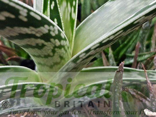 Aloe variegata