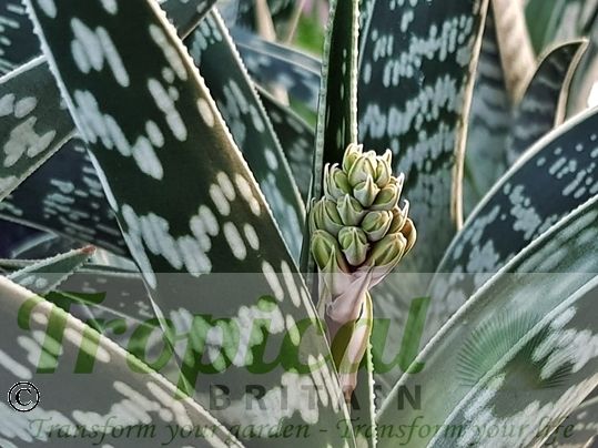 Aloe variegata - emerging inflorescence