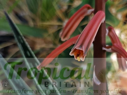 Aloe variegata