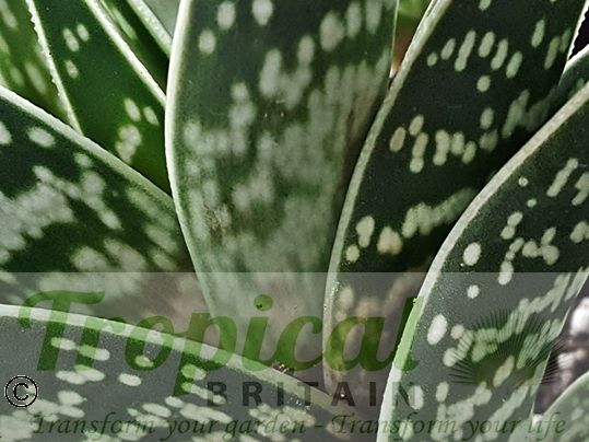 Aloe variegata