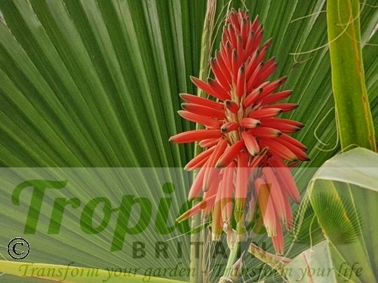 Aloe x spinosissma (foliage of Washingtonia filifera in the background)
