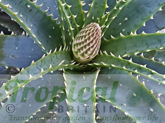 Aloe x spinosissima