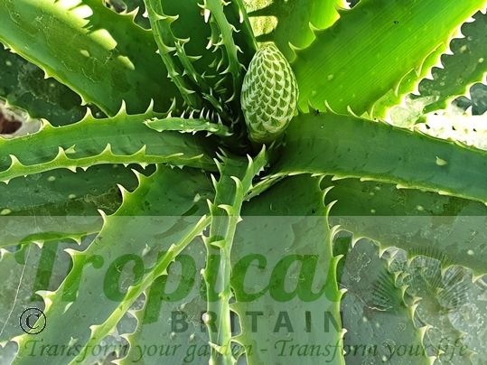 Aloe x spinosissima
