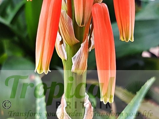 Aloe x spinosissma