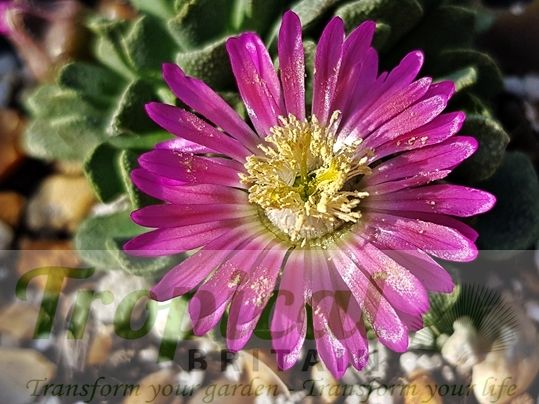 Aloinopsis spathulata X Nananthus transvaalensis