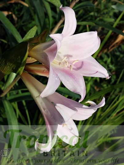 Amaryllis belladonna