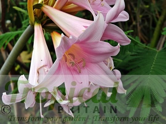Amaryllis belladonna