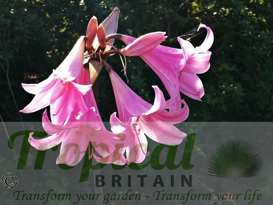 Amaryllis belladonna
