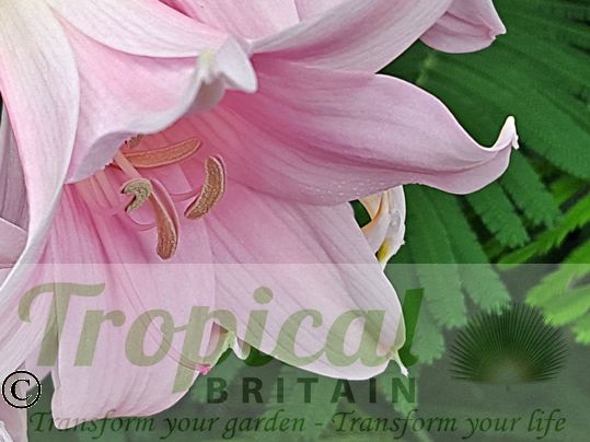 Amaryllis belladonna