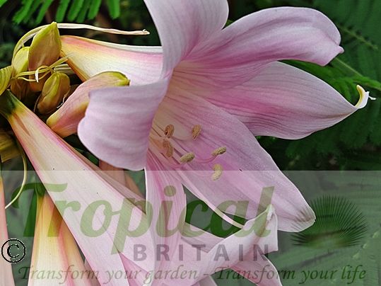 Amaryllis belladonna