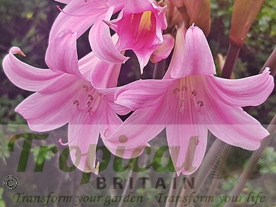 Amaryllis belladonna
