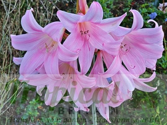 Amaryllis belladonna