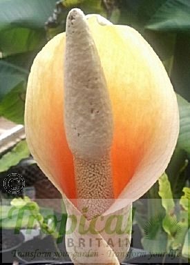 Amorphophallus bulbifer