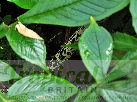 Amorphophallus konjak