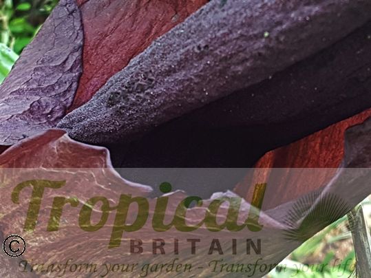 Amorphophallus konjak