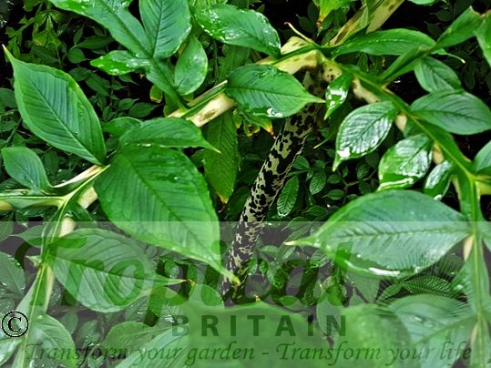 Amorphophallus konjak