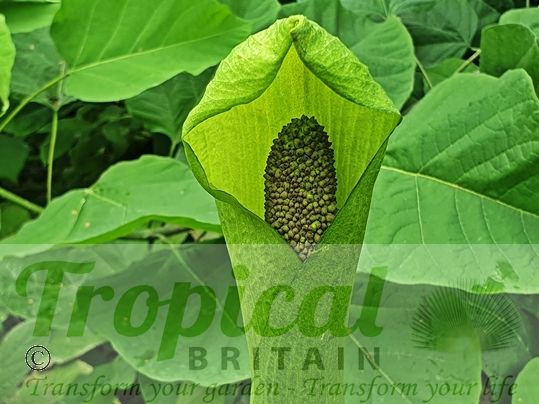 Amorphophallus napalensis
