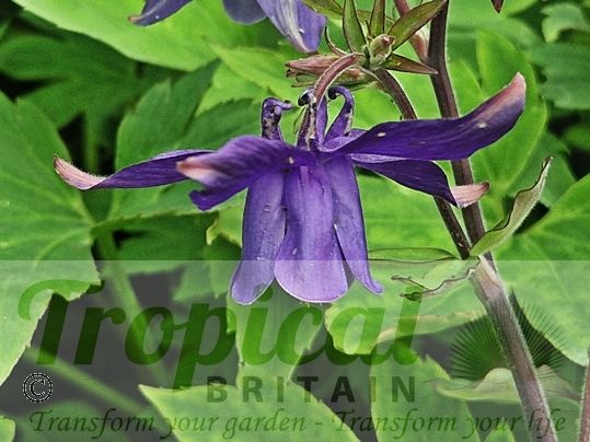 Aquilegia alpina