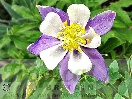 Aquilegia caerulea