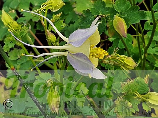 Aquilegia caerulea
