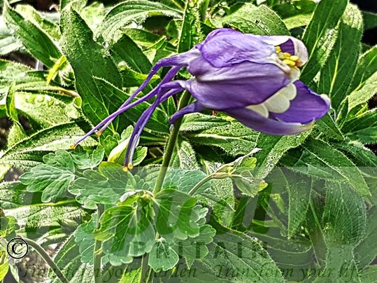 Aquilegia caerulea