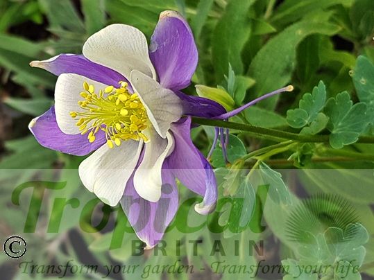 Aquilegia caerulea