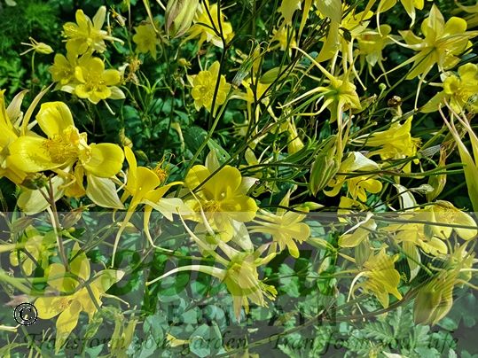 Aquilegia chysantha 'Yellow Queen'