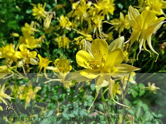 Aquilegia chysantha 'Yellow Queen'