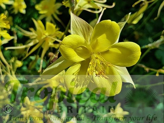 Aquilegia chysantha 'Yellow Queen'