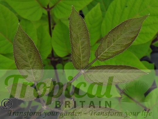 Aralia californica