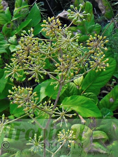 Aralia californica