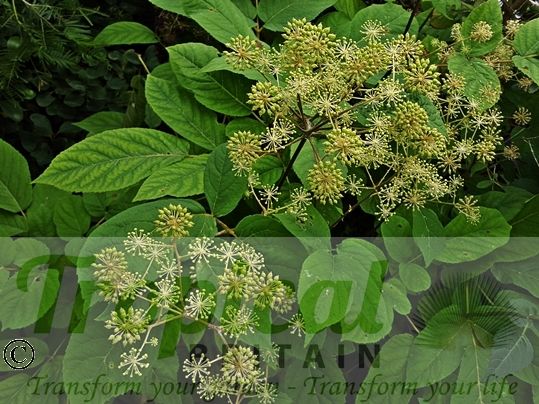 Aralia californica seeds