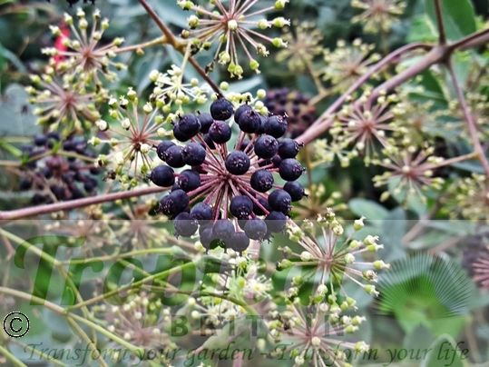 Aralia californica
