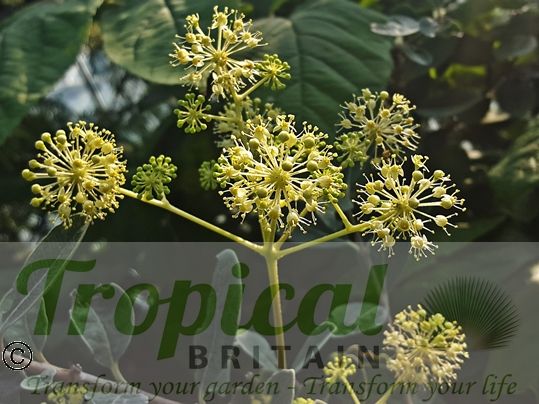 Aralia californica