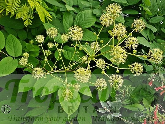 Aralia californica