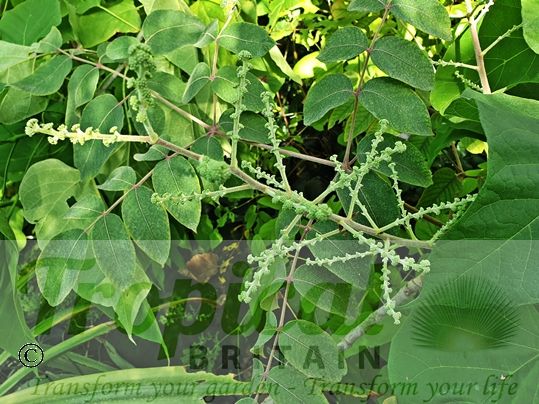 Aralia chinensis - inforescence starting to appear